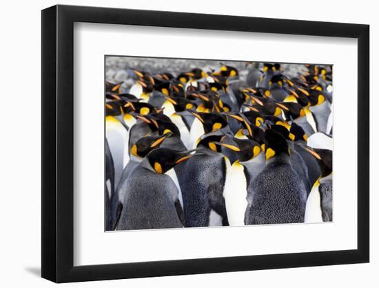 Southern Ocean, South Georgia. Picture of a group of king penguins.-Ellen Goff-Framed Photographic Print