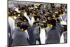 Southern Ocean, South Georgia. Picture of a group of king penguins.-Ellen Goff-Mounted Photographic Print