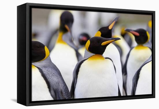 Southern Ocean, South Georgia. Portrait of a king penguin among other adults.-Ellen Goff-Framed Premier Image Canvas