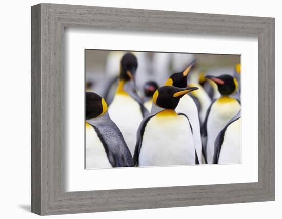 Southern Ocean, South Georgia. Portrait of a king penguin among other adults.-Ellen Goff-Framed Photographic Print