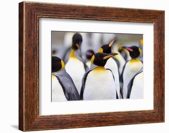 Southern Ocean, South Georgia. Portrait of a king penguin among other adults.-Ellen Goff-Framed Photographic Print