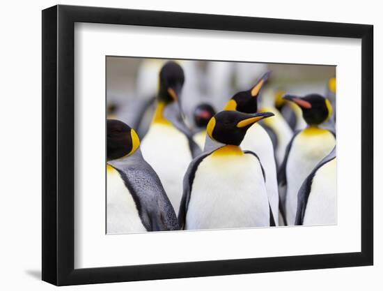 Southern Ocean, South Georgia. Portrait of a king penguin among other adults.-Ellen Goff-Framed Photographic Print