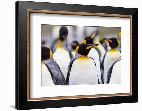 Southern Ocean, South Georgia. Portrait of a king penguin among other adults.-Ellen Goff-Framed Photographic Print