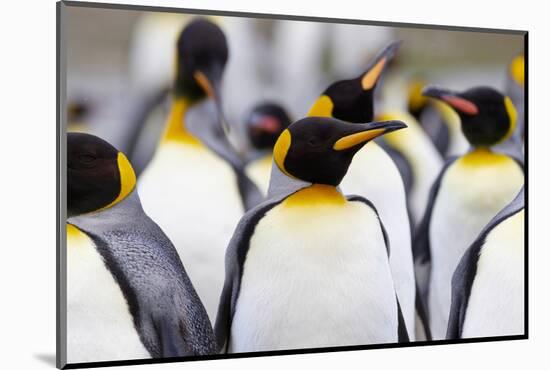 Southern Ocean, South Georgia. Portrait of a king penguin among other adults.-Ellen Goff-Mounted Photographic Print