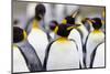 Southern Ocean, South Georgia. Portrait of a king penguin among other adults.-Ellen Goff-Mounted Photographic Print