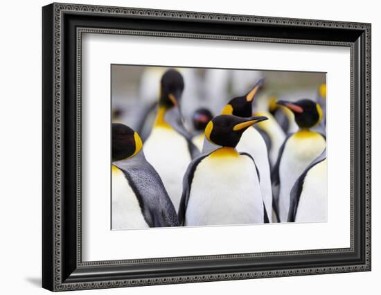 Southern Ocean, South Georgia. Portrait of a king penguin among other adults.-Ellen Goff-Framed Photographic Print