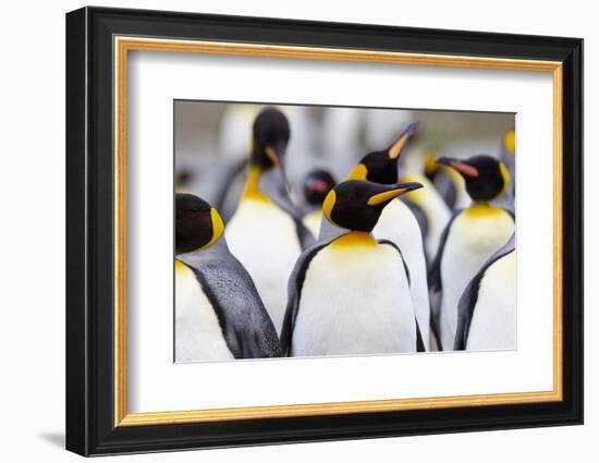 Southern Ocean, South Georgia. Portrait of a king penguin among other adults.-Ellen Goff-Framed Photographic Print