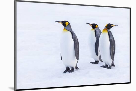 Southern Ocean, South Georgia. Portrait of king penguins in the snow.-Ellen Goff-Mounted Photographic Print