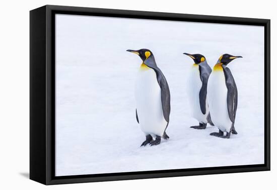 Southern Ocean, South Georgia. Portrait of king penguins in the snow.-Ellen Goff-Framed Premier Image Canvas