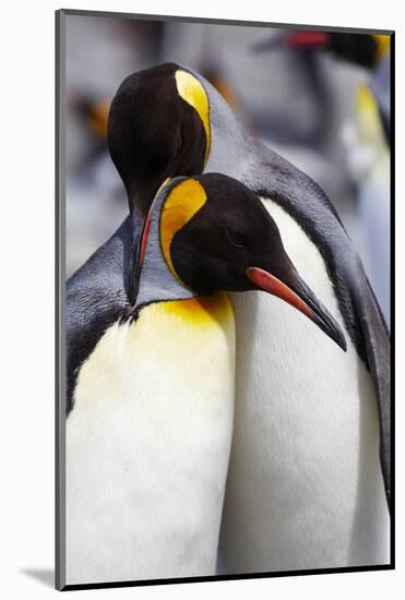 Southern Ocean, South Georgia. Portrait of two adults exhibiting courting behavior.-Ellen Goff-Mounted Photographic Print