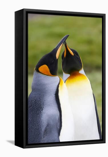 Southern Ocean, South Georgia. Portrait of two courting king penguins.-Ellen Goff-Framed Premier Image Canvas