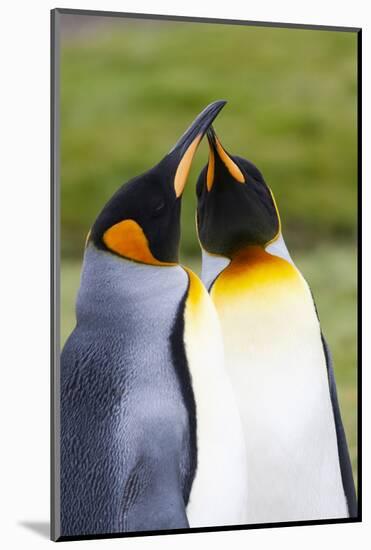 Southern Ocean, South Georgia. Portrait of two courting king penguins.-Ellen Goff-Mounted Photographic Print