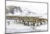 Southern Ocean, South Georgia, Salisbury Plain. Non breeding adults congregate on the icy plains.-Ellen Goff-Mounted Photographic Print
