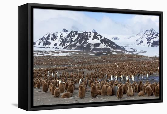 Southern Ocean, South Georgia, Salisbury Plain. View of the colony at Salisbury Plain.-Ellen Goff-Framed Premier Image Canvas