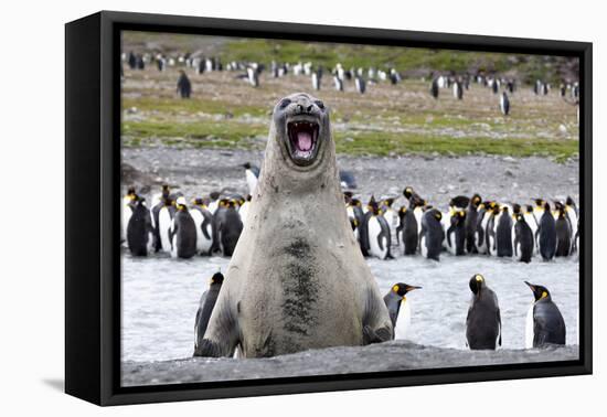 Southern Ocean, South Georgia, southern elephant seal. An elephant seal bull bellows.-Ellen Goff-Framed Premier Image Canvas