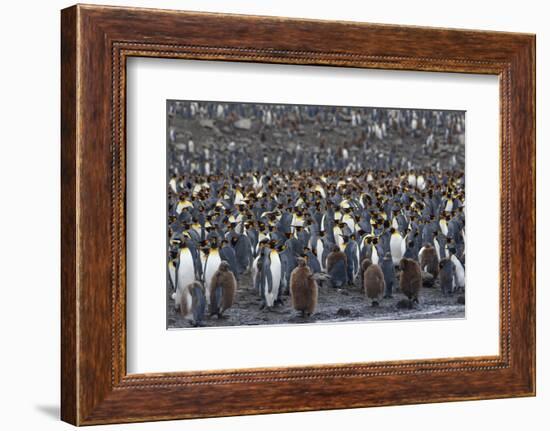 Southern Ocean, South Georgia, St. Andrew's Bay.-Ellen Goff-Framed Photographic Print