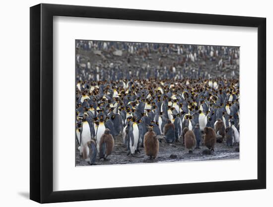 Southern Ocean, South Georgia, St. Andrew's Bay.-Ellen Goff-Framed Photographic Print