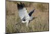 Southern Pale Chanting Goshawk (Melierax Canorus) Hunting-James Hager-Mounted Photographic Print