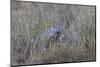 Southern Pale Chanting Goshawk (Melierax Canorus) with a Skink-James Hager-Mounted Photographic Print