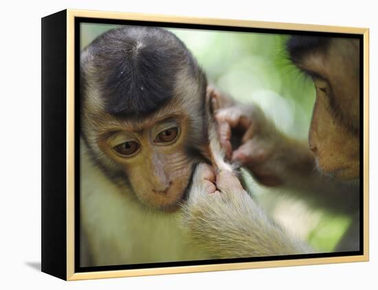 Southern Pig-Tailed Macaque, Sepilok, Borneo, Malaysia-Anthony Asael-Framed Premier Image Canvas