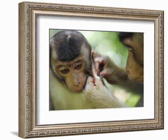 Southern Pig-Tailed Macaque, Sepilok, Borneo, Malaysia-Anthony Asael-Framed Photographic Print