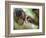 Southern Pig-Tailed Macaque, Sepilok, Borneo, Malaysia-Anthony Asael-Framed Photographic Print