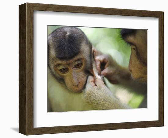 Southern Pig-Tailed Macaque, Sepilok, Borneo, Malaysia-Anthony Asael-Framed Photographic Print