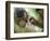 Southern Pig-Tailed Macaque, Sepilok, Borneo, Malaysia-Anthony Asael-Framed Photographic Print