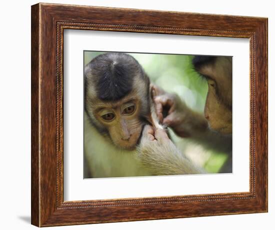 Southern Pig-Tailed Macaque, Sepilok, Borneo, Malaysia-Anthony Asael-Framed Photographic Print