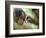 Southern Pig-Tailed Macaque, Sepilok, Borneo, Malaysia-Anthony Asael-Framed Photographic Print