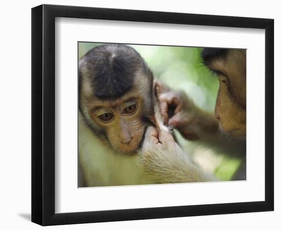 Southern Pig-Tailed Macaque, Sepilok, Borneo, Malaysia-Anthony Asael-Framed Photographic Print