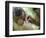 Southern Pig-Tailed Macaque, Sepilok, Borneo, Malaysia-Anthony Asael-Framed Photographic Print