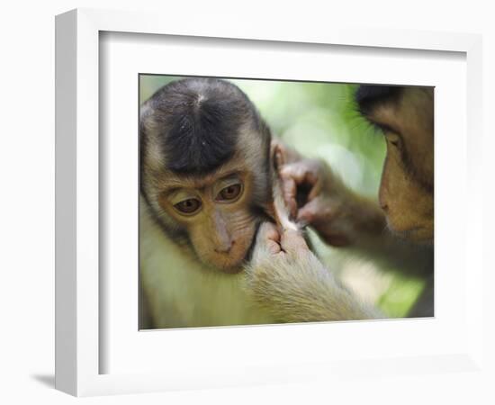 Southern Pig-Tailed Macaque, Sepilok, Borneo, Malaysia-Anthony Asael-Framed Photographic Print