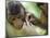 Southern Pig-Tailed Macaque, Sepilok, Borneo, Malaysia-Anthony Asael-Mounted Photographic Print