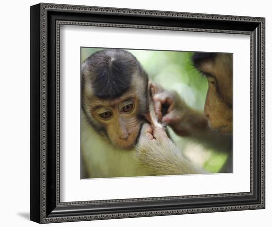 Southern Pig-Tailed Macaque, Sepilok, Borneo, Malaysia-Anthony Asael-Framed Photographic Print