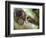 Southern Pig-Tailed Macaque, Sepilok, Borneo, Malaysia-Anthony Asael-Framed Photographic Print