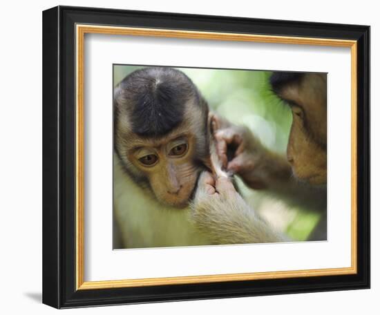 Southern Pig-Tailed Macaque, Sepilok, Borneo, Malaysia-Anthony Asael-Framed Photographic Print