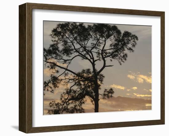 Southern pine at sunset, Bushnell, Florida-Maresa Pryor-Framed Photographic Print