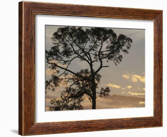 Southern pine at sunset, Bushnell, Florida-Maresa Pryor-Framed Photographic Print