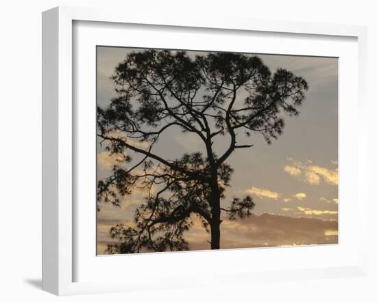 Southern pine at sunset, Bushnell, Florida-Maresa Pryor-Framed Photographic Print