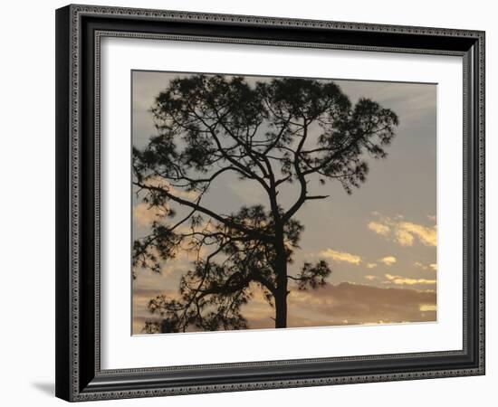 Southern pine at sunset, Bushnell, Florida-Maresa Pryor-Framed Photographic Print