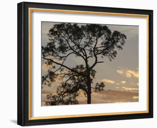 Southern pine at sunset, Bushnell, Florida-Maresa Pryor-Framed Photographic Print