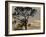 Southern pine at sunset, Bushnell, Florida-Maresa Pryor-Framed Photographic Print