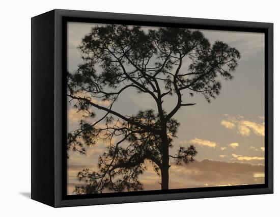 Southern pine at sunset, Bushnell, Florida-Maresa Pryor-Framed Premier Image Canvas