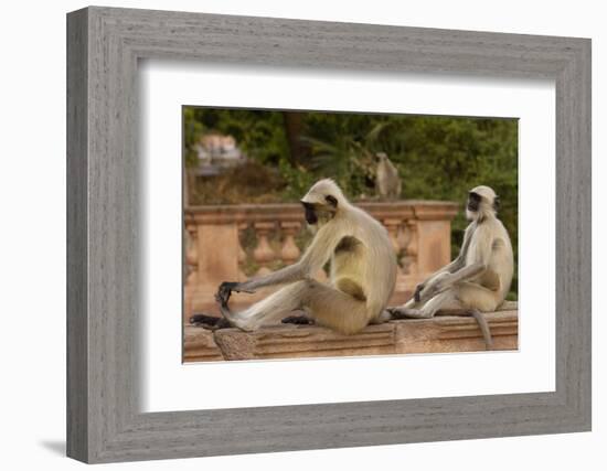 Southern Plains Grey - Hanuman Langur (Semnopithecus Dussumieri) Sitting-Pete Oxford-Framed Photographic Print