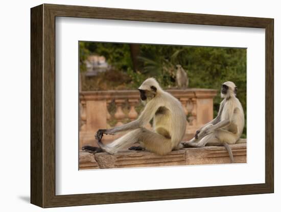 Southern Plains Grey - Hanuman Langur (Semnopithecus Dussumieri) Sitting-Pete Oxford-Framed Photographic Print