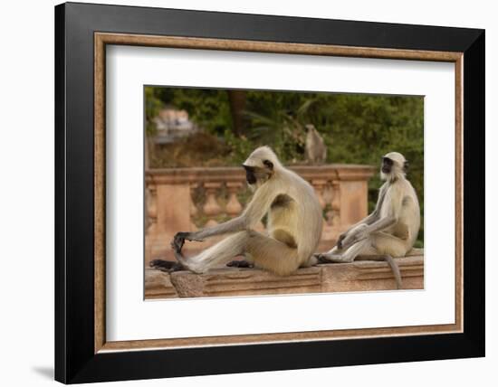 Southern Plains Grey - Hanuman Langur (Semnopithecus Dussumieri) Sitting-Pete Oxford-Framed Photographic Print