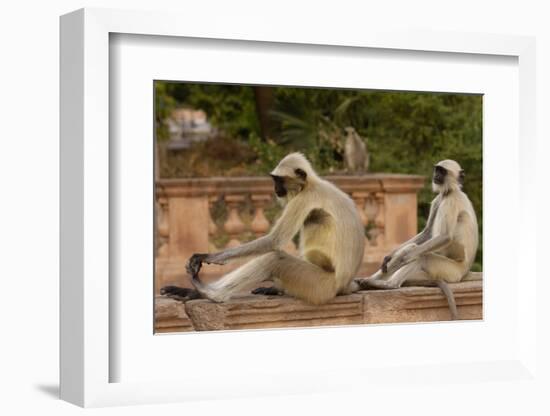 Southern Plains Grey - Hanuman Langur (Semnopithecus Dussumieri) Sitting-Pete Oxford-Framed Photographic Print