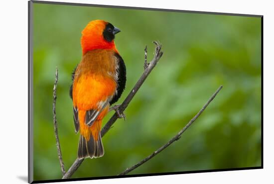 Southern Red Bishop, Serengeti National Park, Tanzania-Art Wolfe-Mounted Photographic Print