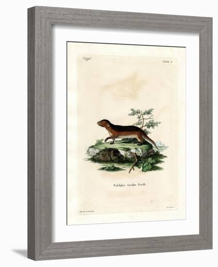 Southern Red-Sided Opossum-null-Framed Giclee Print